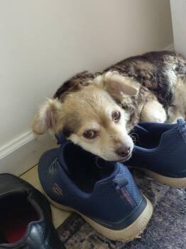 Brooklyn -  Chihuahua Dog for Adoption in San Diego, California - Brooklyn | PetCurious