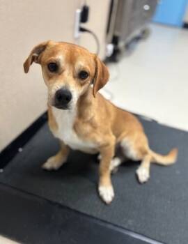 Rescue Dachshund Dogs for Adoption in San Luis Obispo, California - Lyle | PetCurious