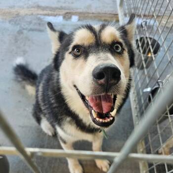 Cheechako "Taco" -  Husky Dog for Adoption in Mount Vernon, Arkansas - Cheechako "Taco" | PetCurious