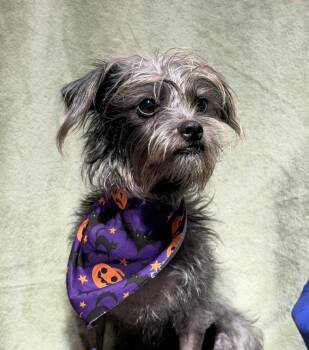 Mellie -  Terrier Dog for Adoption in Laguna Beach, California - Mellie | PetCurious