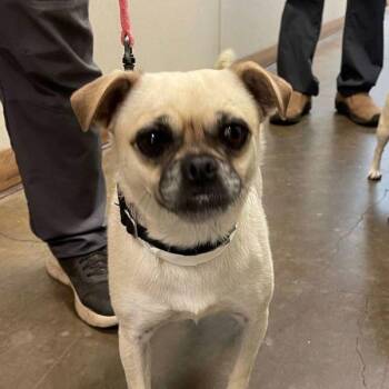 Story -  Pug Dog for Adoption in Walnut Creek, California - Story | PetCurious