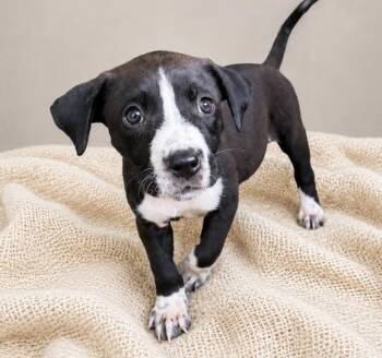 Tot -  Boston Terrier and Terrier Dog for Adoption in Crown Point, Indiana - Tot | PetCurious