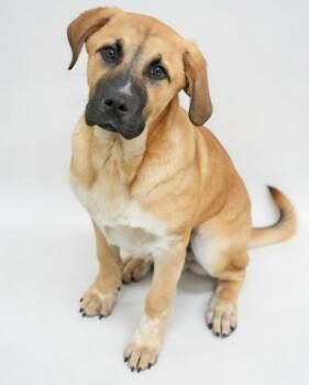 Duke -  Great Pyrenees and Mixed Breed Dog for Adoption in Bowling Green, Kentucky - Duke | PetCurious