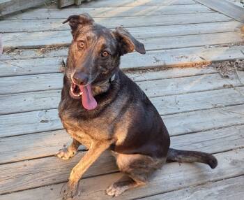 Rescue Hound Dogs for Adoption in Ontario, California - Cameron Aka Cammie | PetCurious