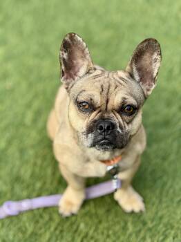 Rescue French Bulldog Dogs for Adoption in San Francisco, California - Truffle | PetCurious
