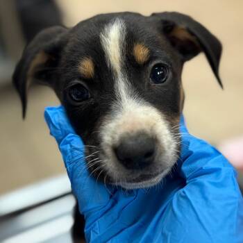 Versace -  Hound and Mixed Breed Dog for Adoption in Birmingham, Alabama - Versace | PetCurious