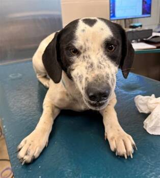 Black Mouth Cur Dogs Available for Adoption - FRISBY | PetCurious