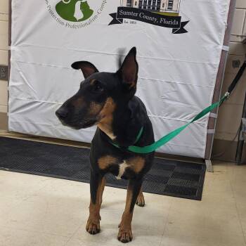 SCFL-Stray-67211 -  Mixed Breed Dog for Adoption in Lake Panasoffkee, Florida - SCFL-Stray-67211 | PetCurious