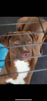 Rescue Vizsla and Mixed Breed Dogs for Adoption in Livingston, Texas - Budwiser | PetCurious