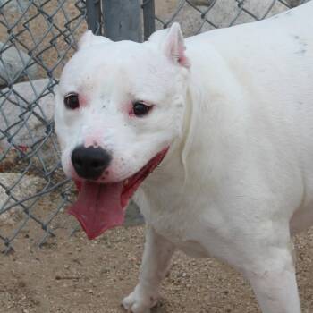 Pit Bull Terrier Dogs Available for Adoption - Zero [Solo] | PetCurious