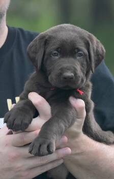 Rollo -  Chocolate Labrador Retriever Dog for Sale in Webster, Florida - Rollo | PetCurious