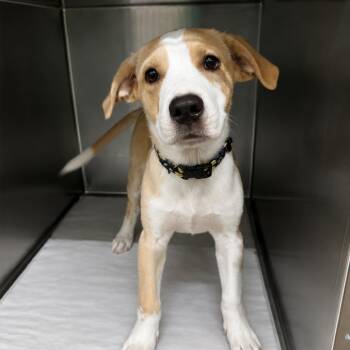 Lemonade -  Mixed Breed Dog for Adoption in Corbin, Kentucky - Lemonade | PetCurious
