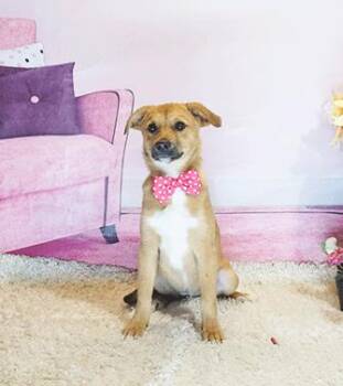 Rescue Labrador Retriever Dogs for Adoption in Castro Valley, California - GOLDINI | PetCurious