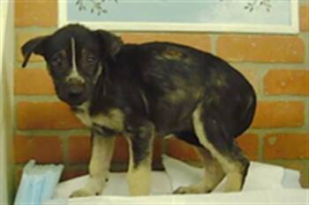 A2091532 -  Siberian Husky and Mixed Breed Dog for Adoption in Houston, Texas - A2091532 | PetCurious