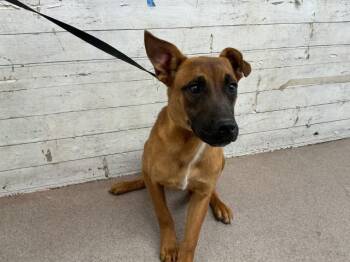 ATHENA -  German Shepherd Dog and Akita Dog for Adoption in San Bernardino, California - ATHENA | PetCurious