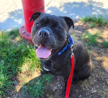 BUBBA -  American Bulldog and Mixed Breed Dog for Adoption in Minneapolis, Minnesota - BUBBA | PetCurious