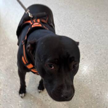 Pit Bull Terrier Dogs Available for Adoption in Indianapolis, Indiana - Mochi | PetCurious