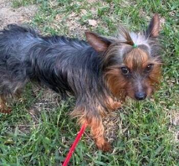 Yorkshire Terrier Dogs Available for Adoption in Irmo, South Carolina - Mr. Oliver | PetCurious