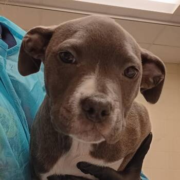 Mixed Breed Dogs Available for Adoption in Memphis, Tennessee - Dove | PetCurious