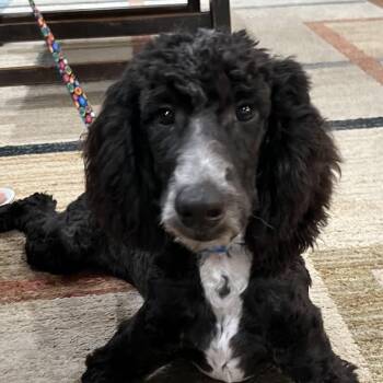 Whitney -  Aussiedoodle Dog for Adoption in Bellaire, Texas - Whitney | PetCurious