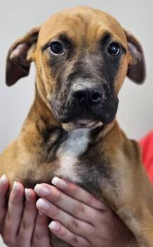 Leland FKA Dog 2 -  Mixed Breed Dog for Adoption in West Chester, Pennsylvania - Leland FKA Dog 2 | PetCurious