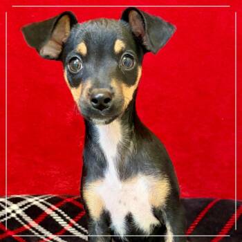 Baby Box -  Chihuahua and Miniature Pinscher Dog for Adoption in Pekin, Illinois - Baby Box | PetCurious