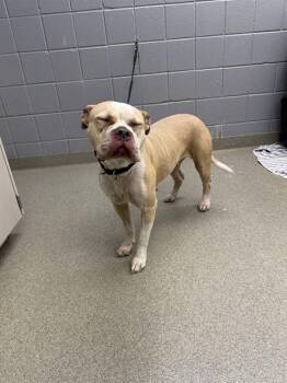 DEW -  English Bulldog and Mixed Breed Dog for Adoption in Omaha, Nebraska - DEW | PetCurious