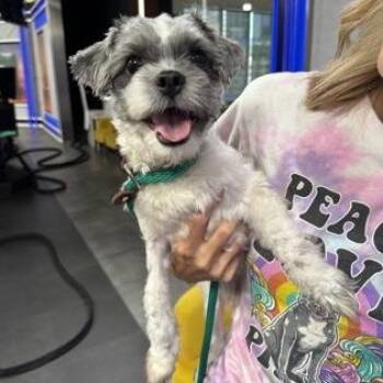 Schwarber -  Shih Tzu Dog for Adoption in Philadelphia, Pennsylvania - Schwarber | PetCurious