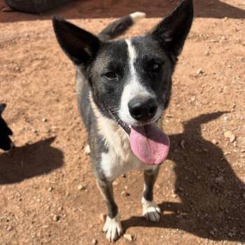 Barbecue -  Mixed Breed Dog for Adoption in Moab, Utah - Barbecue | PetCurious