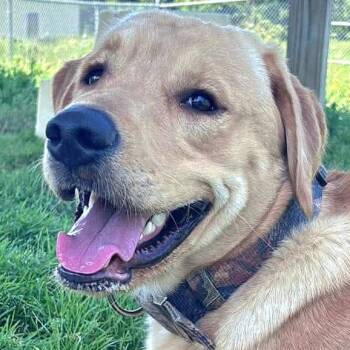 Sebastian -  Labrador Retriever Dog for Adoption in Tioga, Pennsylvania - Sebastian | PetCurious