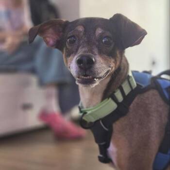 Aubrey -  Mixed Breed Dog for Adoption in Wantagh, New York - Aubrey | PetCurious
