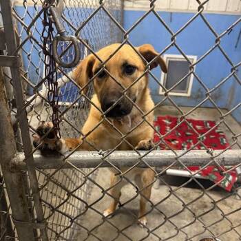 German Shepherd Dog and Mixed Breed Dogs Available for Adoption - Quinn | PetCurious