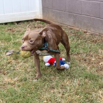Sandy -  Mixed Breed Dog for Adoption in Chamblee, Georgia - Sandy | PetCurious