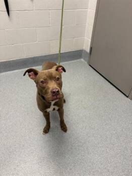 XAVIER -  Pit Bull Terrier Dog for Adoption in Indianapolis, Indiana - XAVIER | PetCurious