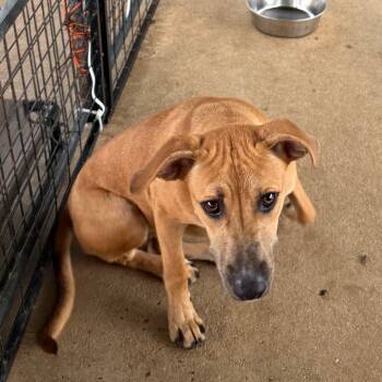 Rescue Mixed Breed Dogs for Adoption in Lake Jackson, Texas - Cosmo | PetCurious