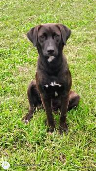 Rescue Mixed Breed Dogs for Adoption in Taycheedah, Wisconsin - Shye | PetCurious