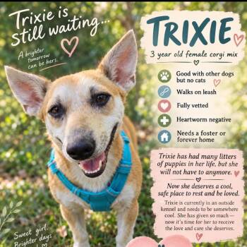 Trixie -  Corgi and Terrier Dog for Adoption in Rockville, Maryland - Trixie | PetCurious