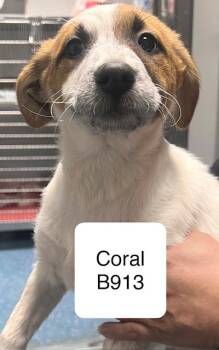 Cattle Dog Dogs Available for Adoption - Coral | PetCurious