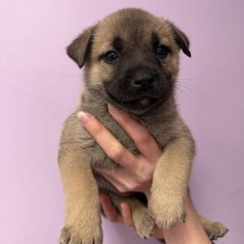Shepherd and Husky Dogs Available for Adoption in Northbrook, Illinois - Hollywood | PetCurious