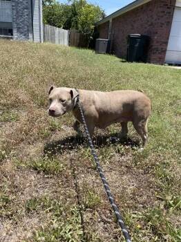 RAJA -  Pit Bull Terrier Dog for Adoption in Killeen, Texas - RAJA | PetCurious
