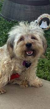 Poodle and Wheaten Terrier Dogs Available for Adoption in St. Louis, Missouri - Basil  | PetCurious
