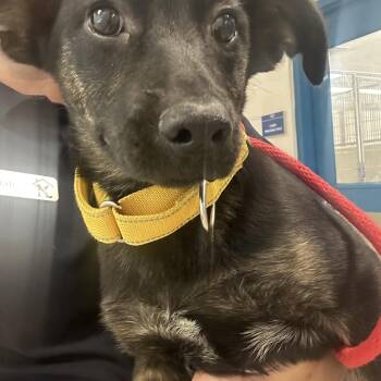 Shepherd Dogs Available for Adoption in Manassas, Virginia - Gypsy (ID 51703) | PetCurious