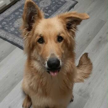 Rescue Golden Retriever Dogs for Adoption in Silver Spring, Maryland - Theo | PetCurious