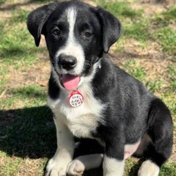 Collie and Labrador Retriever Dogs Available for Adoption - Evan | PetCurious