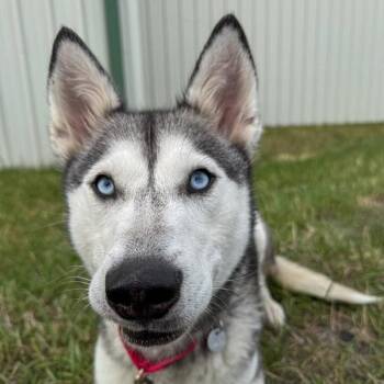 Luna -  Siberian Husky Dog for Adoption in Golden, Colorado - Luna | PetCurious