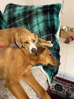Sister -  Pit Bull Terrier and Labrador Retriever Dog for Adoption in Austin, Texas - Sister | PetCurious