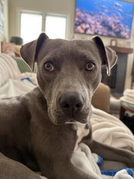 Pit Bull Terrier and Mixed Breed Dogs Available for Adoption - Lulu | PetCurious