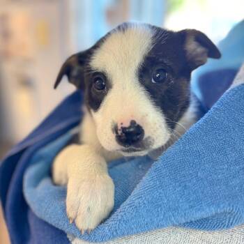 Mixed Breed Dogs Available for Adoption in Hendersonville, North Carolina - Acadia | PetCurious