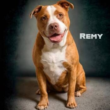 Remy -  Pit Bull Terrier and Mixed Breed Dog Available for Adoption in Brock, Texas - Remy | PetCurious