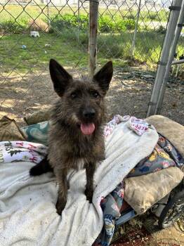 Cinnamon -  Terrier and Mixed Breed Dog for Adoption in Ontario, California - Cinnamon | PetCurious